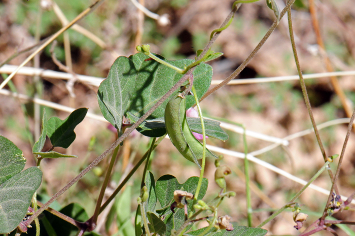 Slimjim Bean fruits are typical legume seed pods. Here, as shown in the photo, the seep pods are curved and open at maturity. The seeds vary from 1 to many and are kidney shaped. Phaseolus filiformis